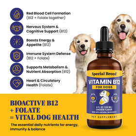 Dosage de vitamine B12 liquide Special Breed dans une cuillère