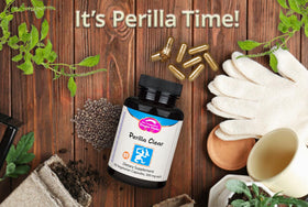 Dragon Herbs Perilla Clear Capsules 500 mg each side view