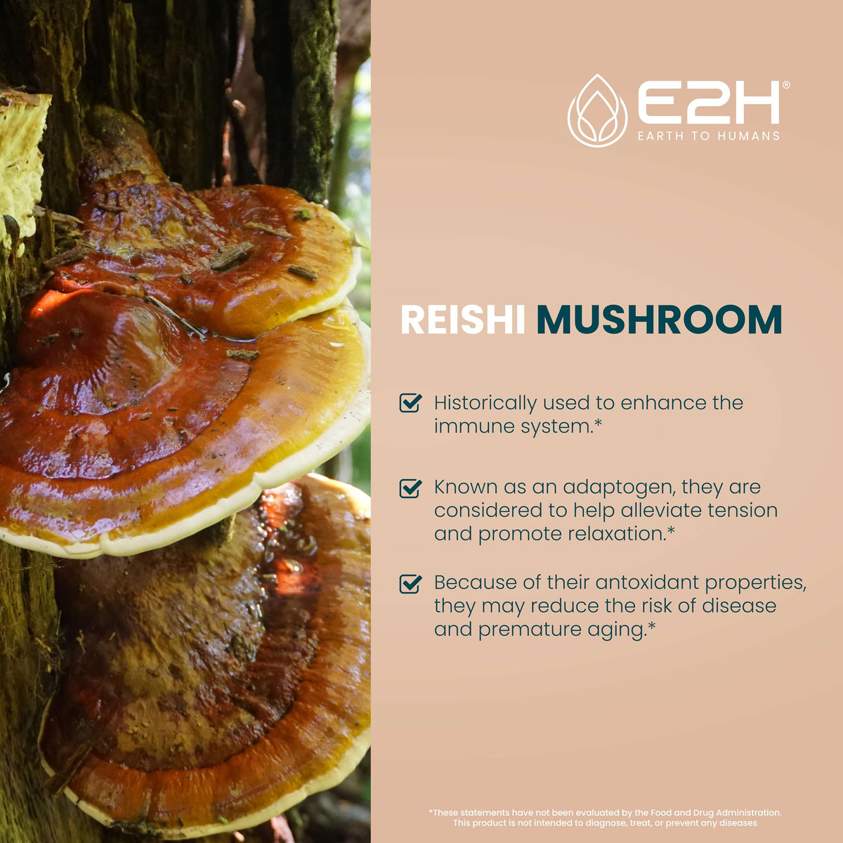E2H Complément Alimentaire Champignon Reishi 60 ml côté