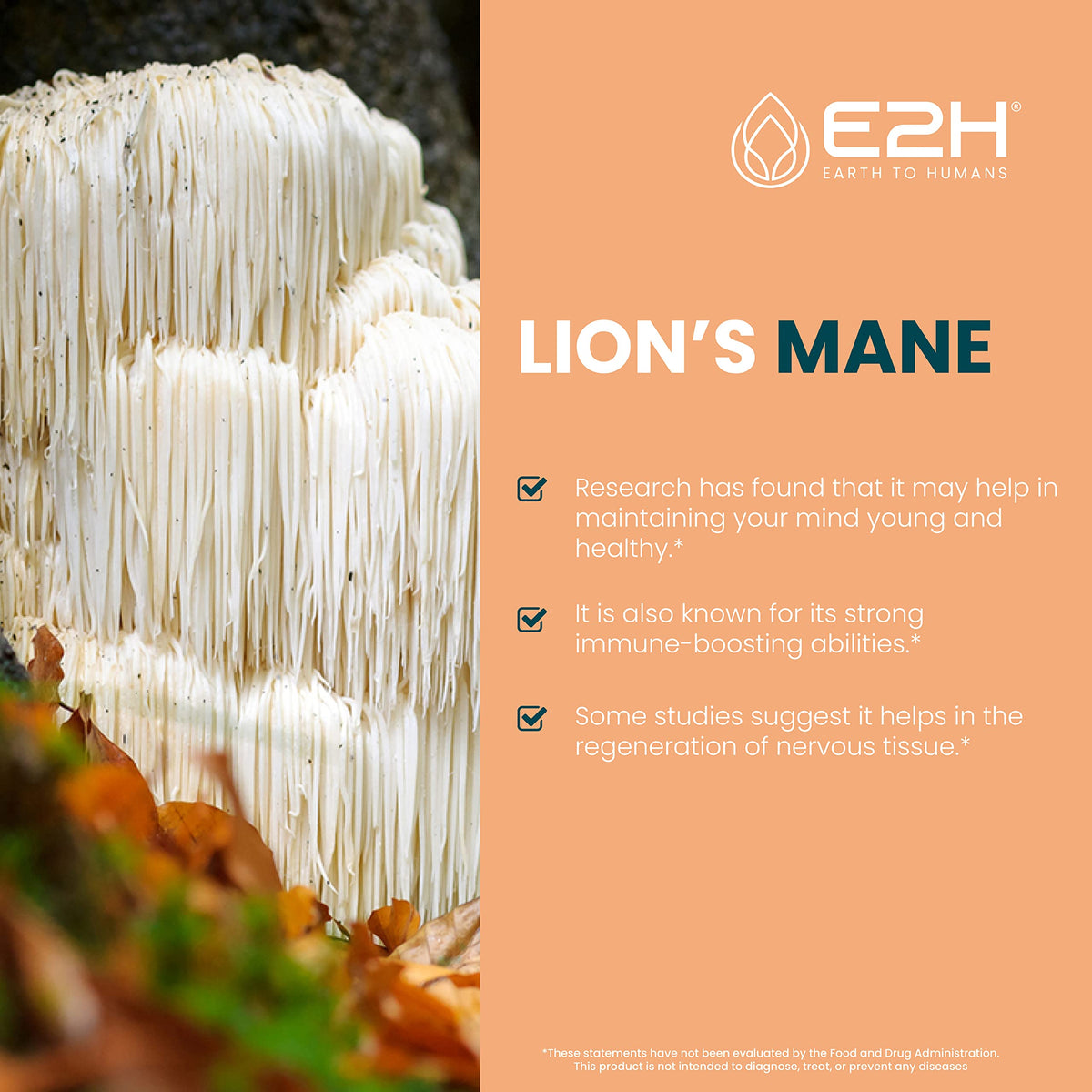 E2H Lions Mane, gouttes de teinture sur une cuillère