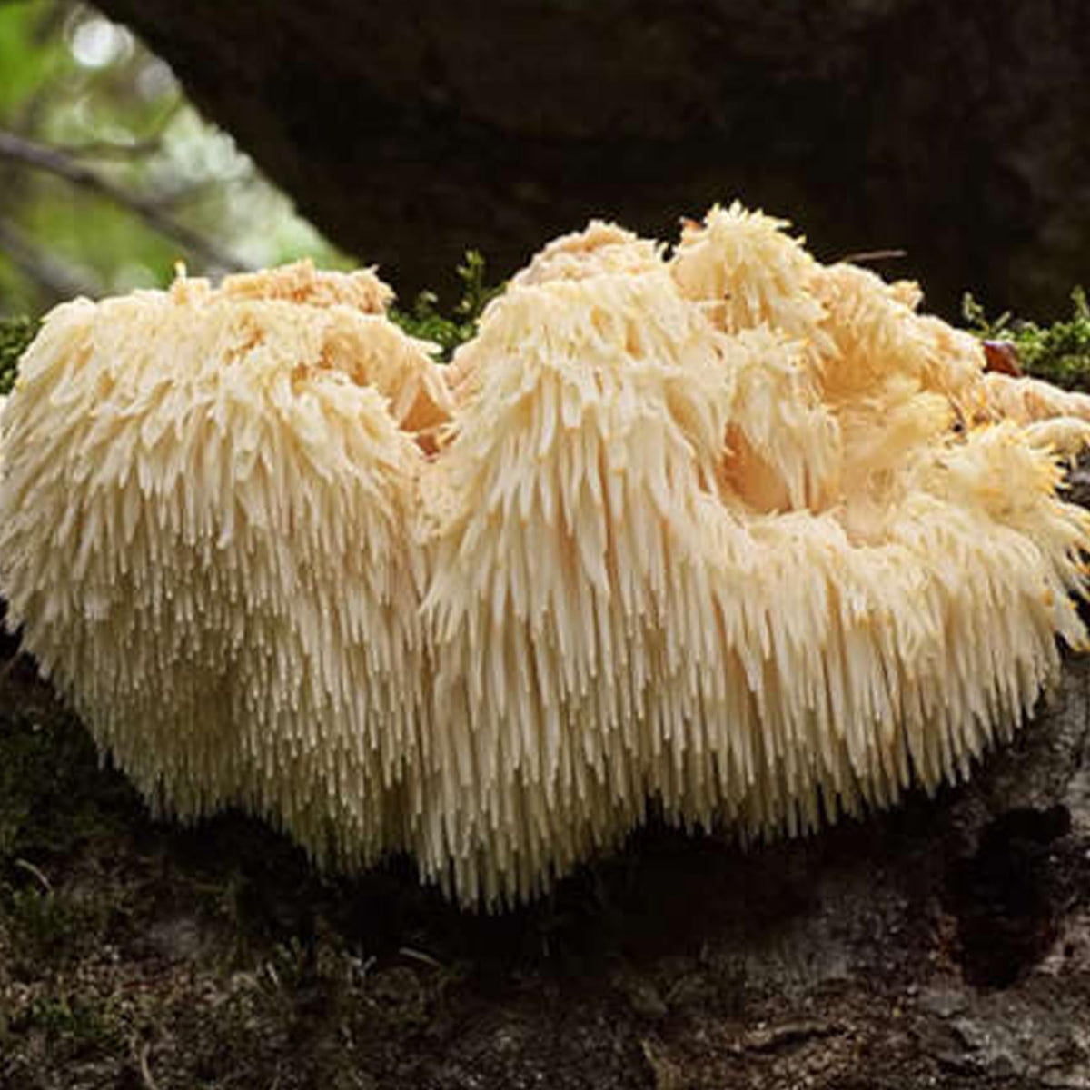 Earthborn Elements Lion’s Mane capsules with a measuring spoon