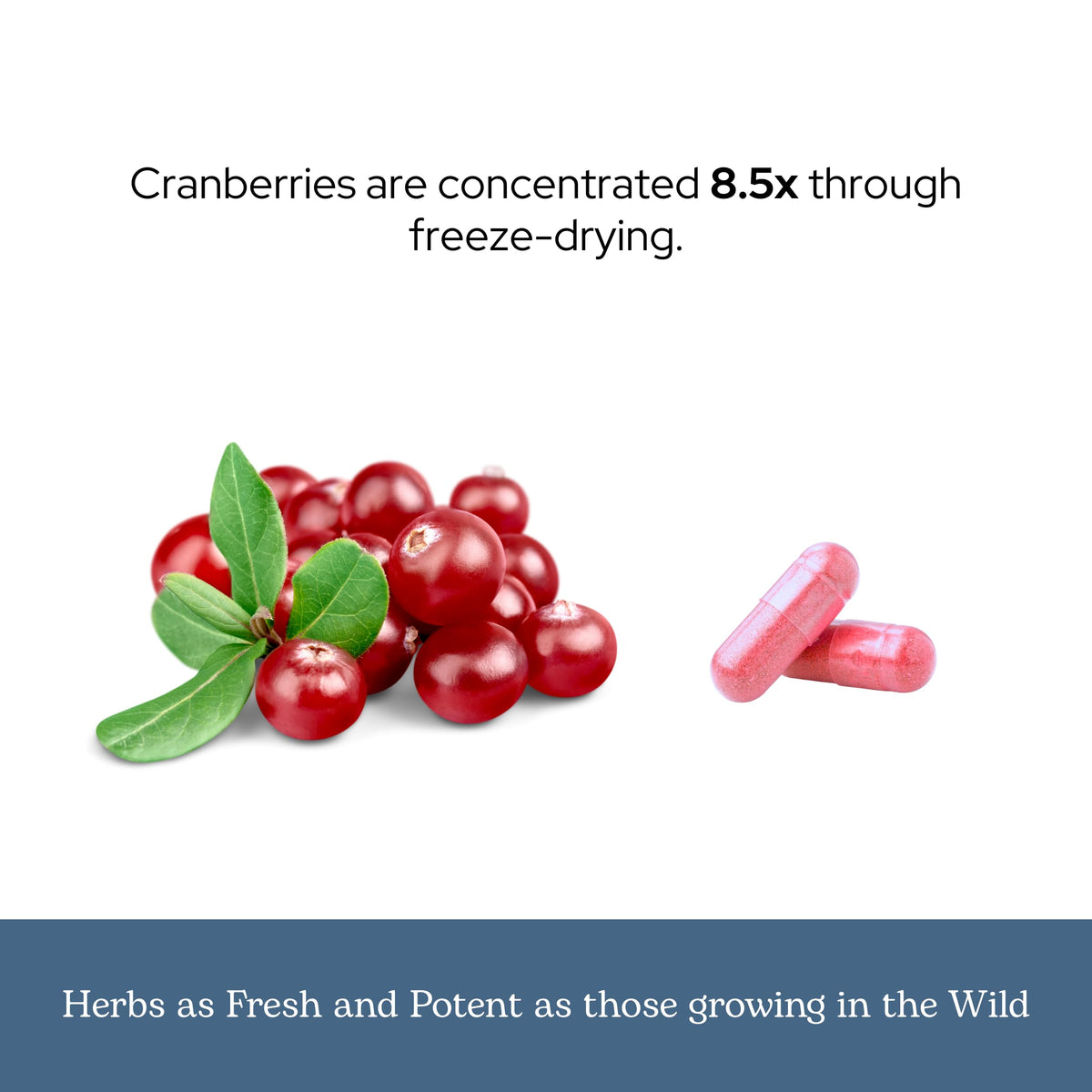 ECLECTIC INSTITUTE Capsules de Canneberge Biologiques - capsules individuelles