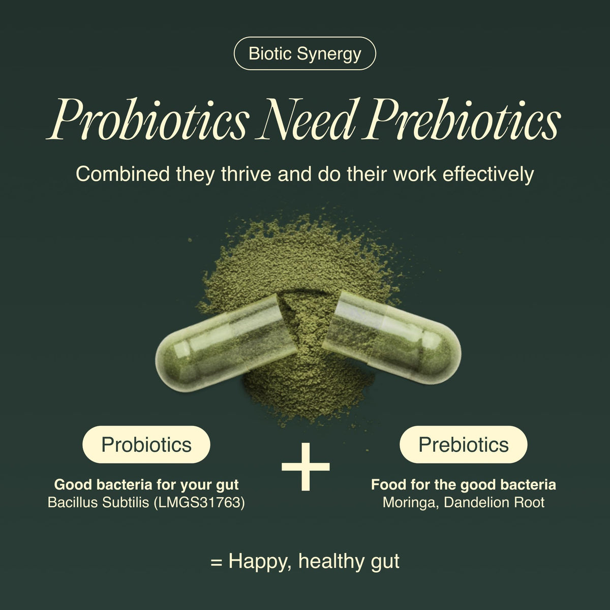 Ecosh Bacillus Subtilis poudre dans un bol