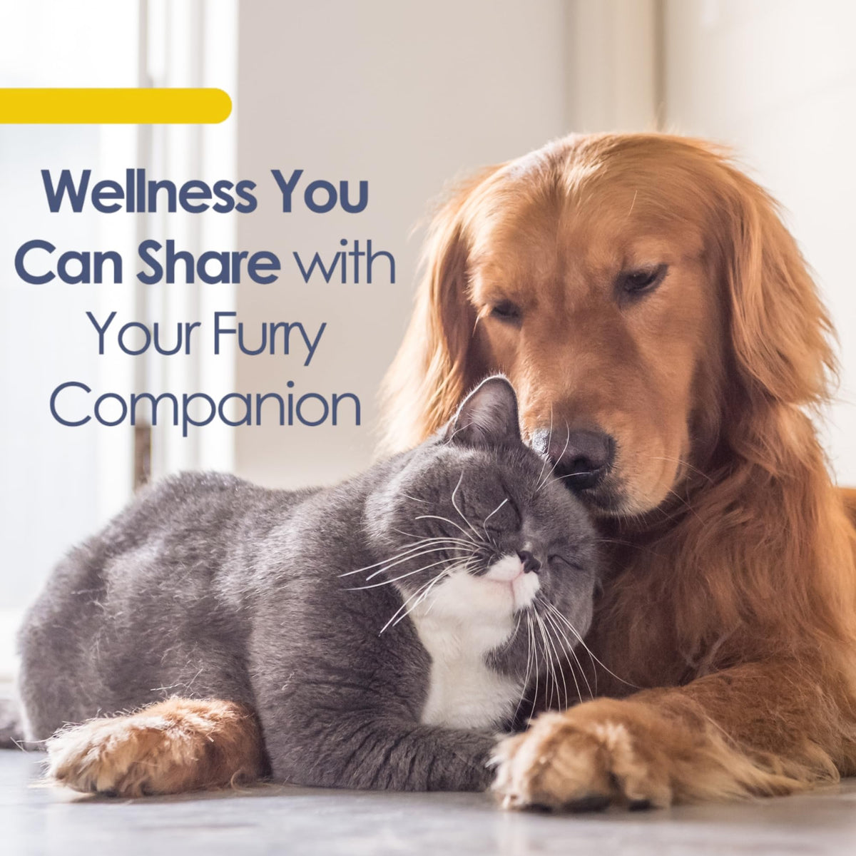 EESY PET Omega-3 capsules avec un chien et un chat