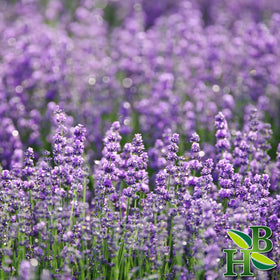 Emballage de la poudre de fleurs de lavande séchées Herb To Body