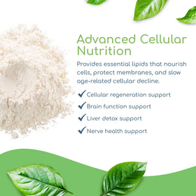 Emballage de Poudre Synergie Phospholipides Return Healthy