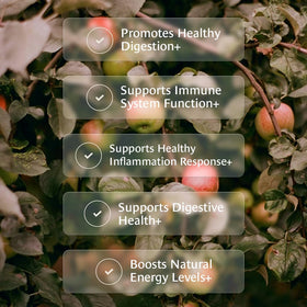 Emballage des capsules de thé Healing Leaves, côté