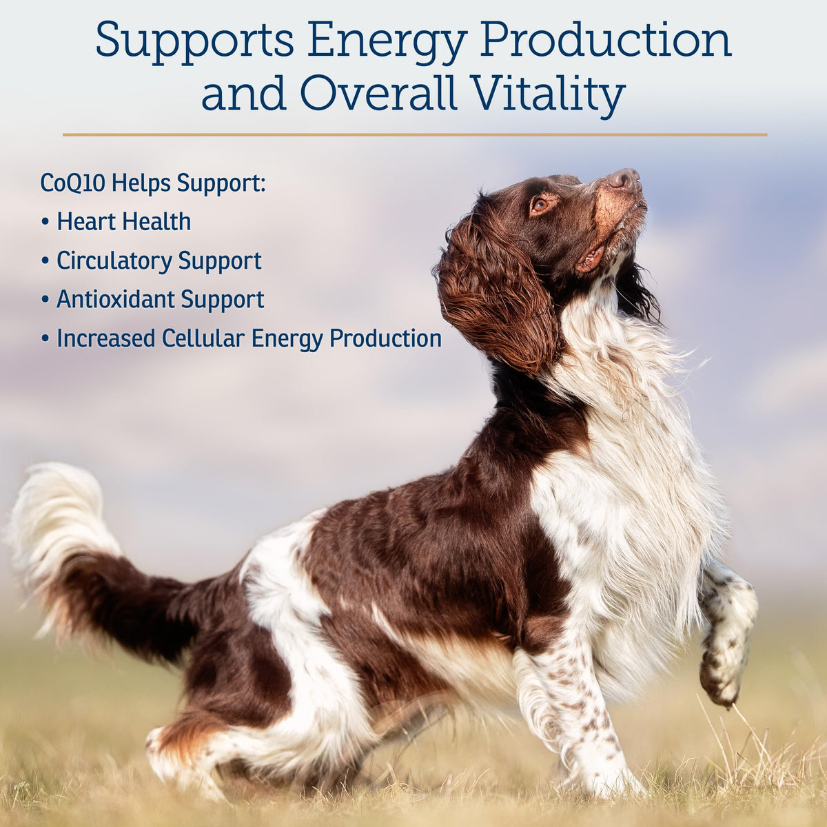 Emballage du complément CoQ10 Rx Vitamins pour animaux