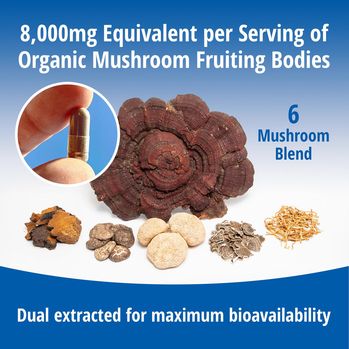 ENCAPSULATE Mélange de 6 Champignons 60 Capsules avec des ingrédients naturels en arrière-plan