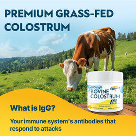 Energievoll colostrum bovin en poudre sur une table en bois