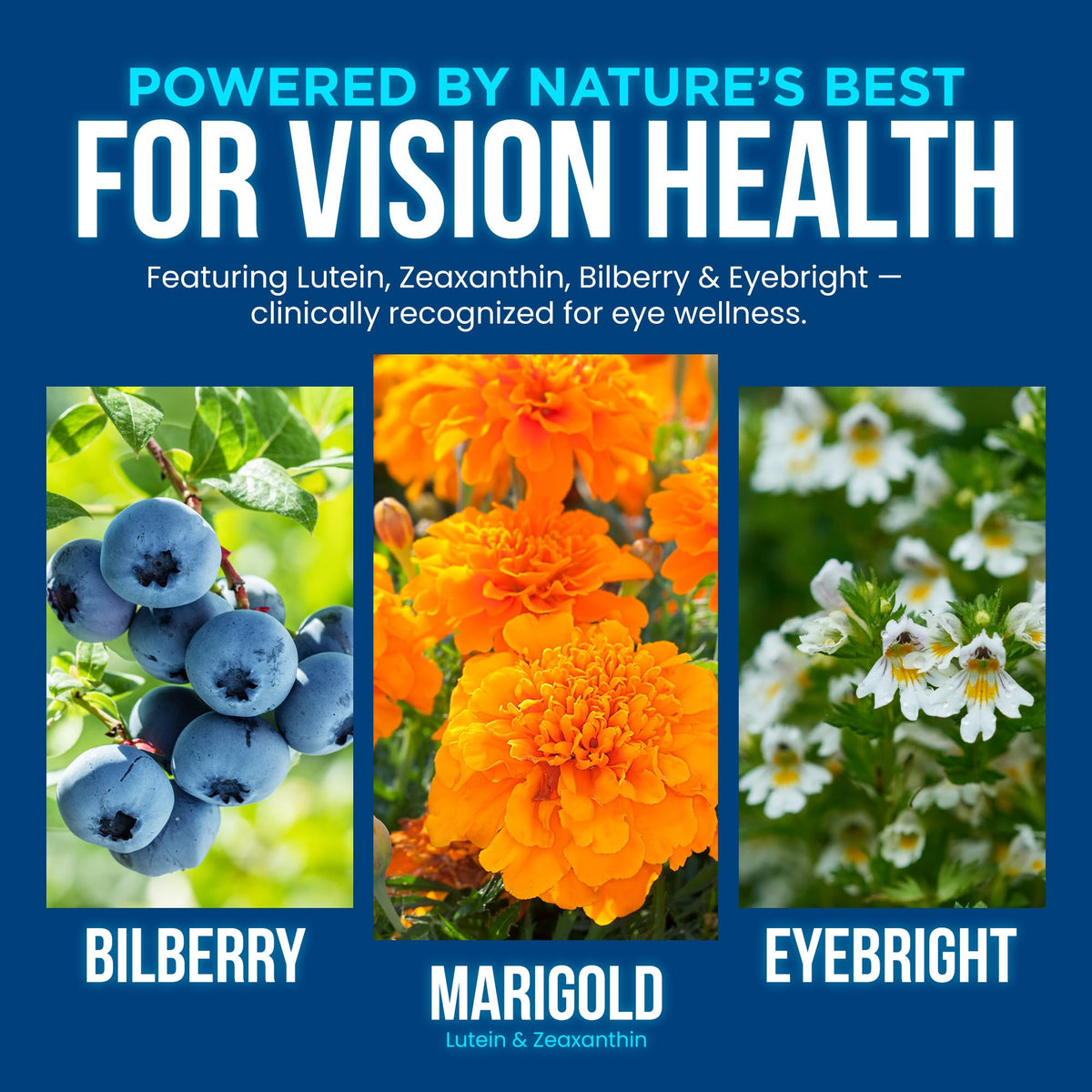 Étiquette de la bouteille OmniBiotics Vision Clarity