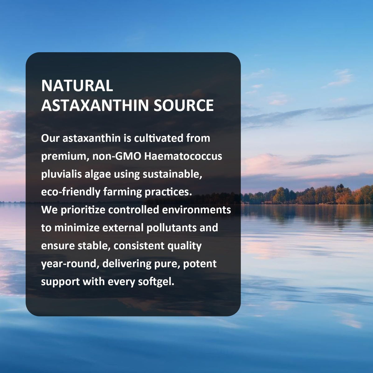 Étiquette de PhytoVital Astaxanthin 12mg avec ingrédients et dosage