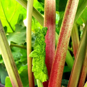 Étiquette du flacon d'extrait de rhubarbe turque Earthborn Elements