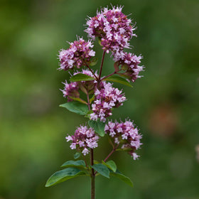 Étiquette du flacon d'extrait de spirites d'origan Herb Pharm