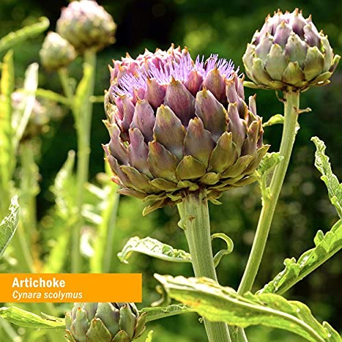Étiquette du flacon d'extrait liquide d'artichaut Herb Pharm