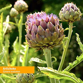 Étiquette du flacon d'extrait liquide d'artichaut Herb Pharm