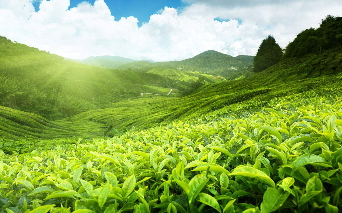 Étiquettes des ingrédients CALMING BLENDS