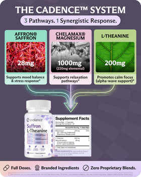 Evolance Complément Saffron 28mg avec ingrédients sur une table