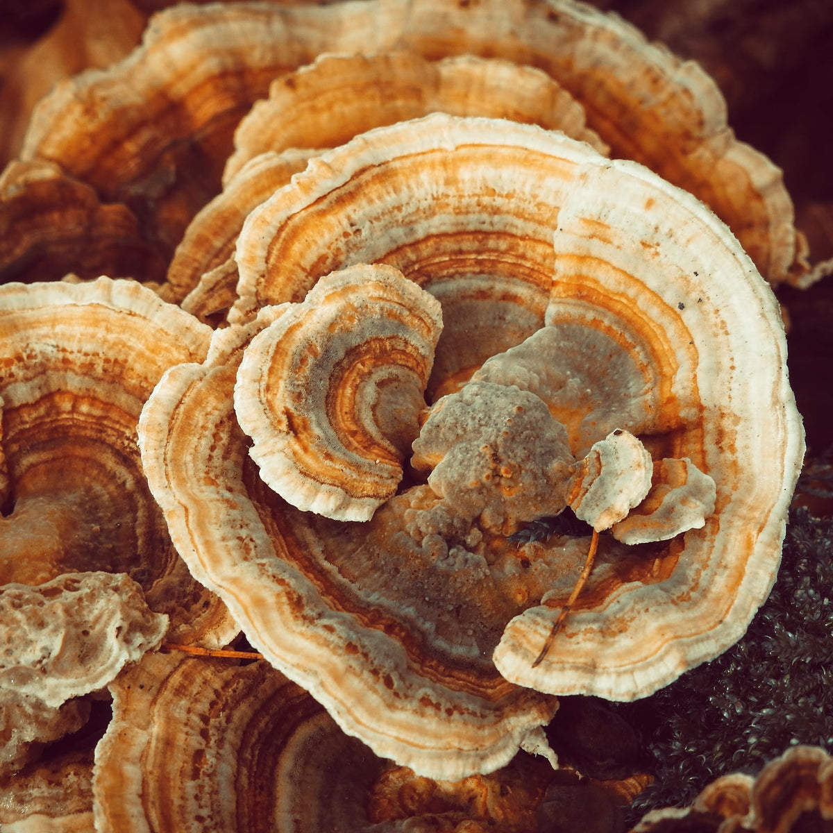 Extrait de champignon Turkey Tail 240g, vue arrière