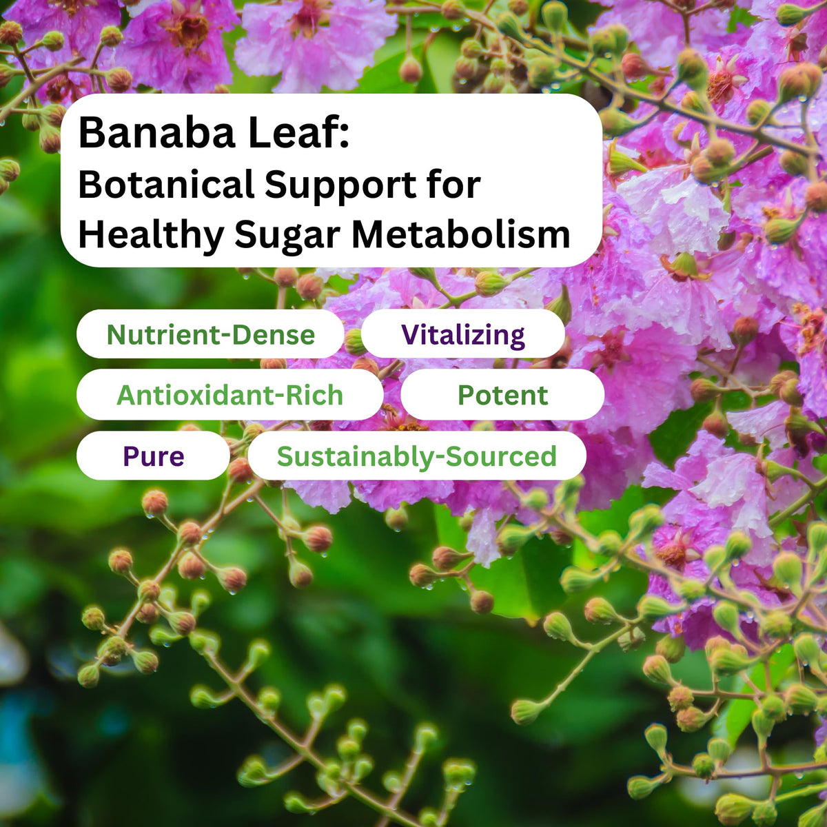 Extrait de feuille de banaba Paradise Herbs 250 mg, arrière de la boîte