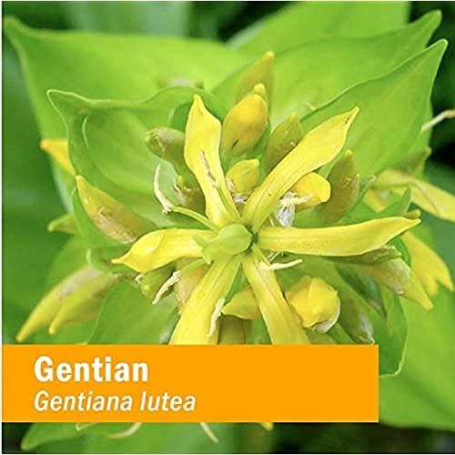 Extrait de gentiane Herb Pharm avec goutte à goutte