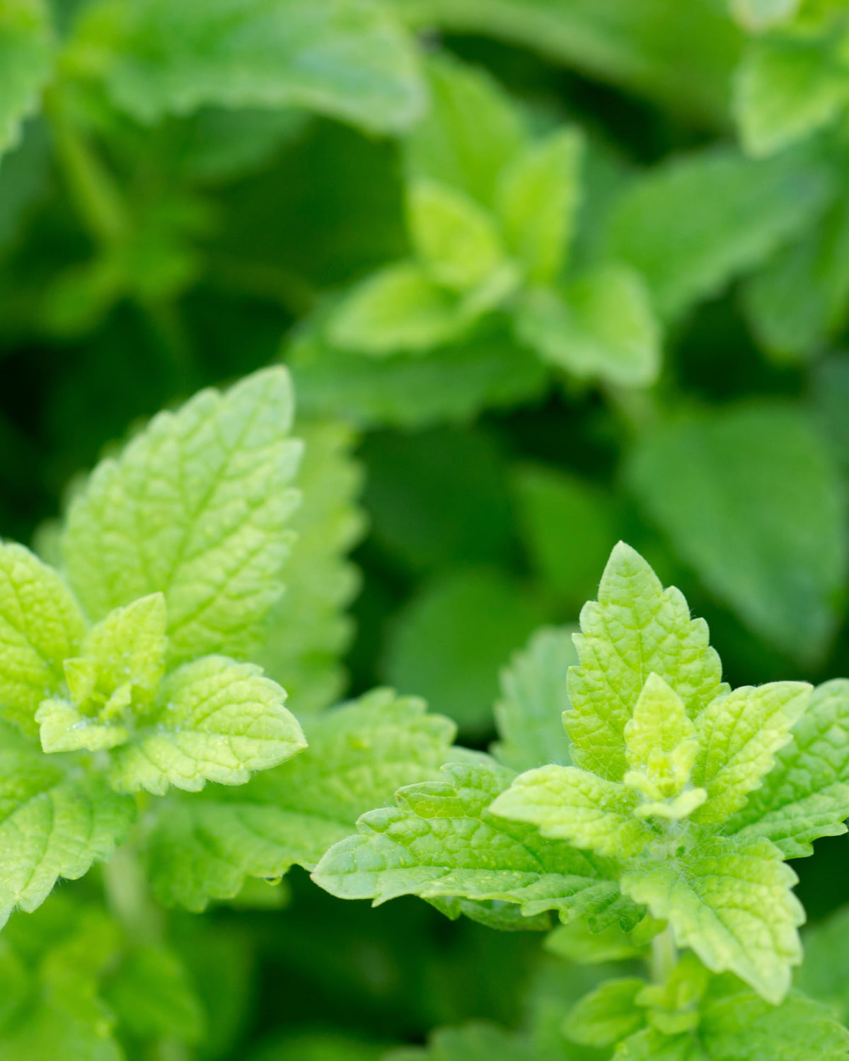 Extrait de Mélisse Herb Pharm sur une table en bois