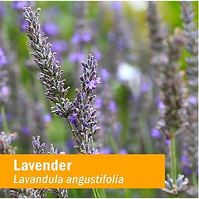 Extrait liquide de fleurs de lavande Herb Pharm avec goutte