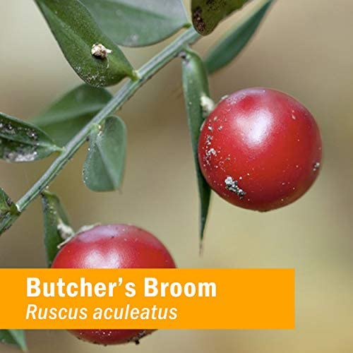 Extrait liquide de Ruscus aculeatus Herb Pharm dans un environnement naturel