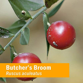 Extrait liquide de Ruscus aculeatus Herb Pharm dans un environnement naturel