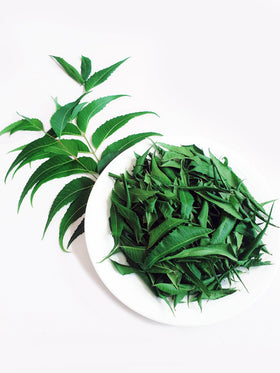 Feuilles de neem séchées entières dans une tasse de thé