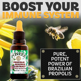 Flacon compte-gouttes de PONLEE Extrait de Propolis Verte 30ML