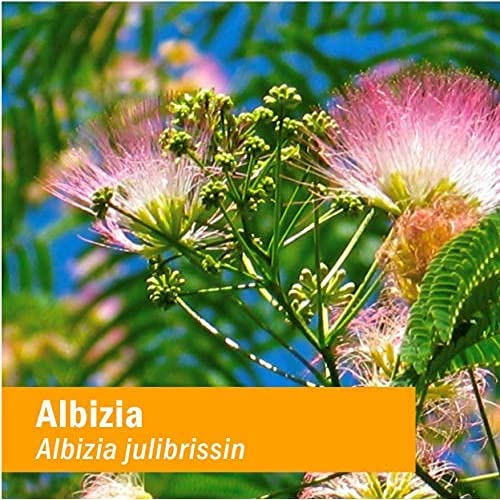 Flacon d'Albizia Herb Pharm avec des ingrédients naturels en arrière-plan
