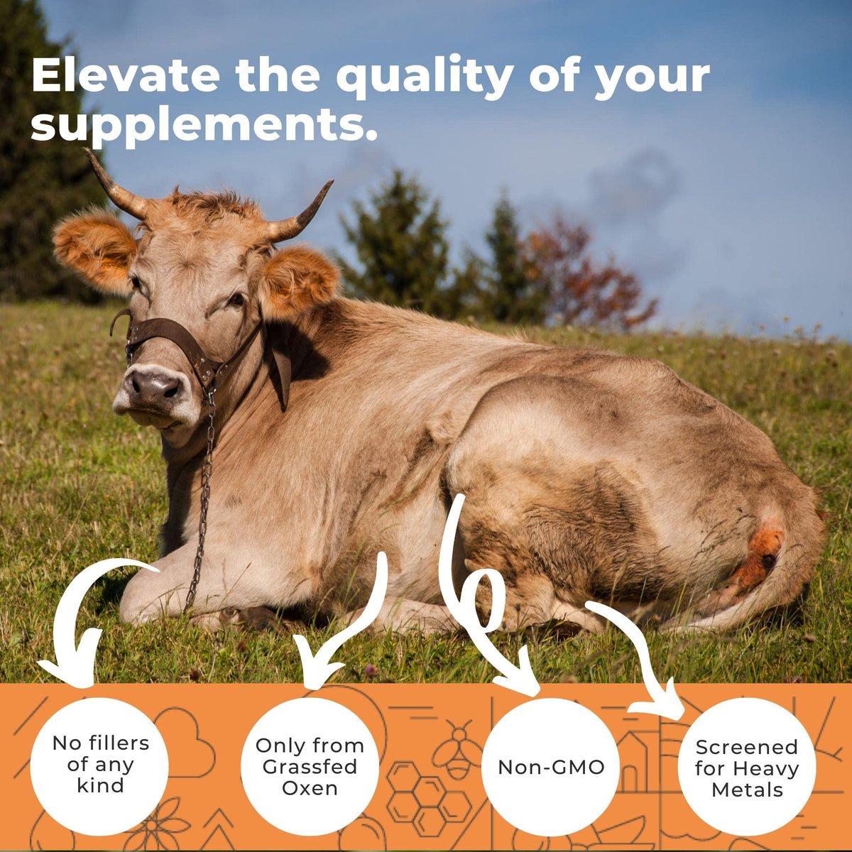Flacon d'Eleva Nutrition Ox Bile 1000mg avec étiquette visible