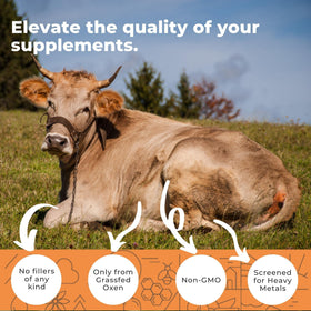 Flacon d'Eleva Nutrition Ox Bile 1000mg avec étiquette visible