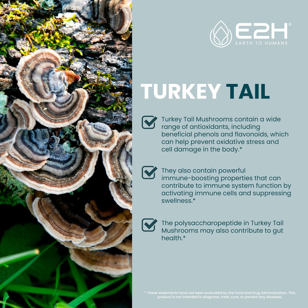 Flacon d'extrait de champignon Turkey Tail E2H avec goutte