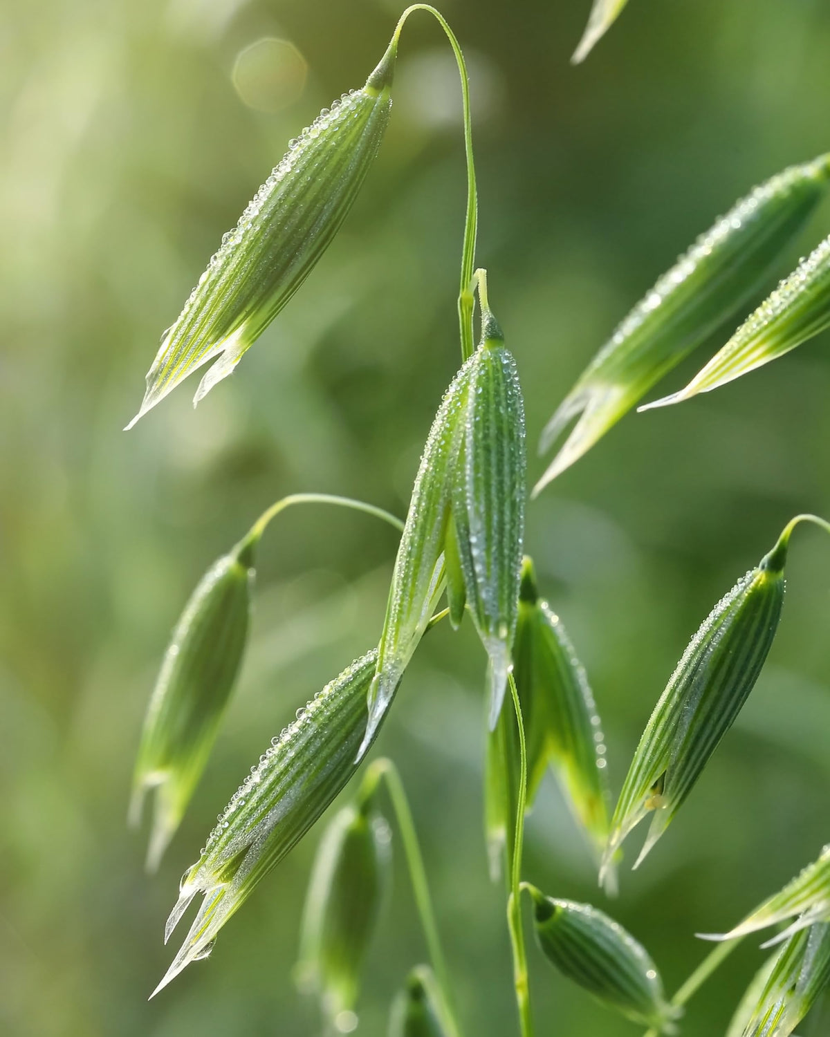 Flacon d'extrait de graines d'avoine Herb Pharm dans un environnement naturel