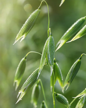 Flacon d'extrait de graines d'avoine Herb Pharm dans un environnement naturel