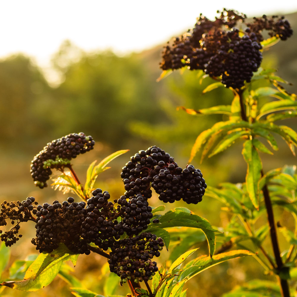Flacon d'extrait de sureau noir Herb Pharm avec des ingrédients naturels