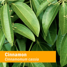 Flacon d'extrait liquide de cannelle Herb Pharm, vue arrière