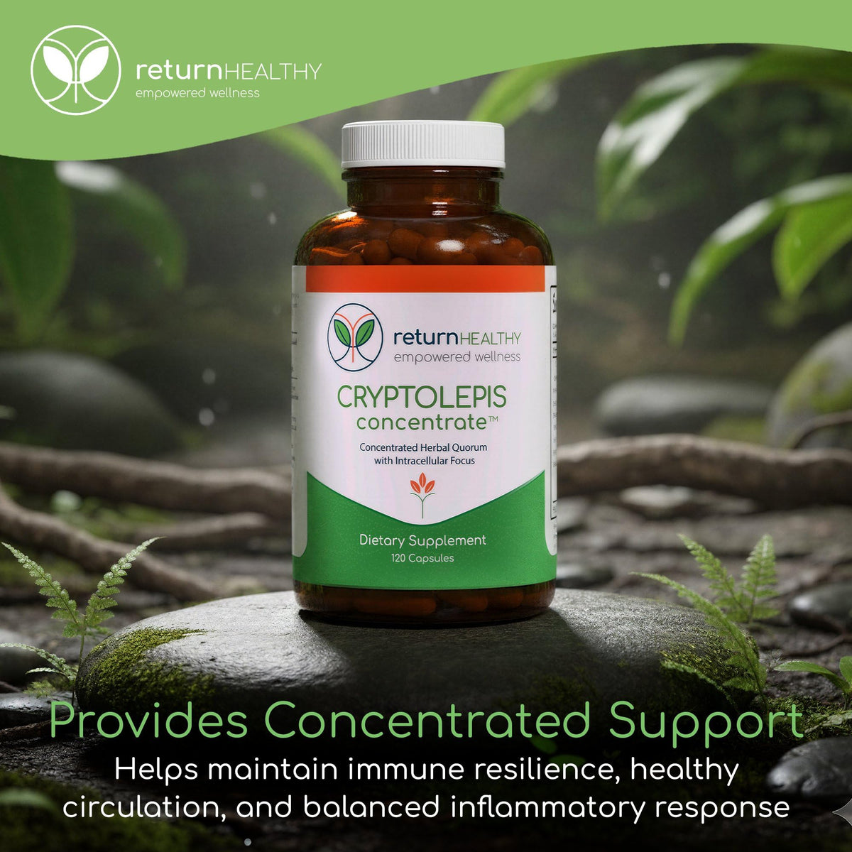 Flacon de 120 capsules de Return Healthy Concentré de Cryptolepis