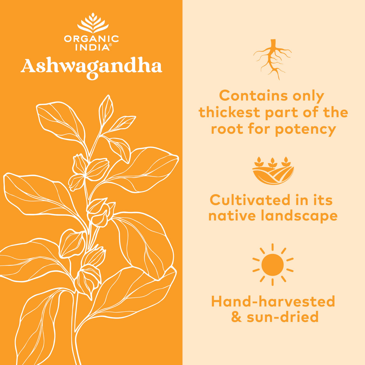 Flacon de capsules d'Ashwagandha Bio ORGANIC INDIA avec étiquette visible
