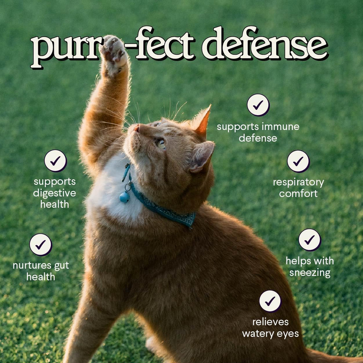 Flacon de L-Lysine pour Chats sur une table