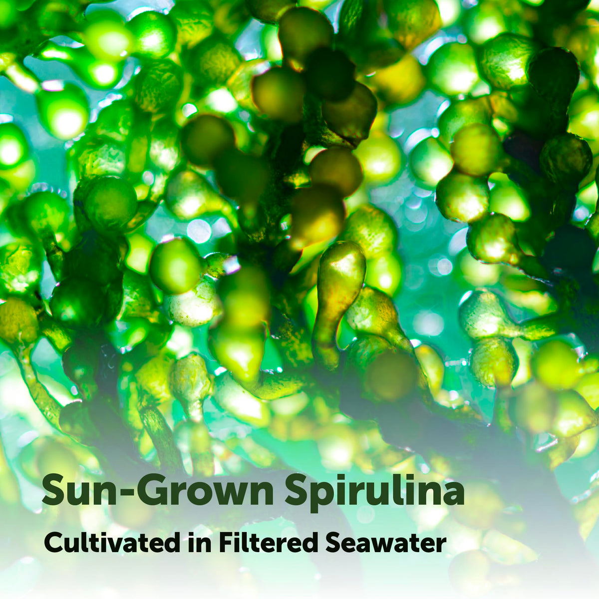 Flacon de Spiruline Bio Micro Ingredients ouvert