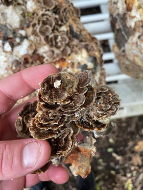 Flacon de teinture Lion's Mane et Turkey Tail sur fond naturel