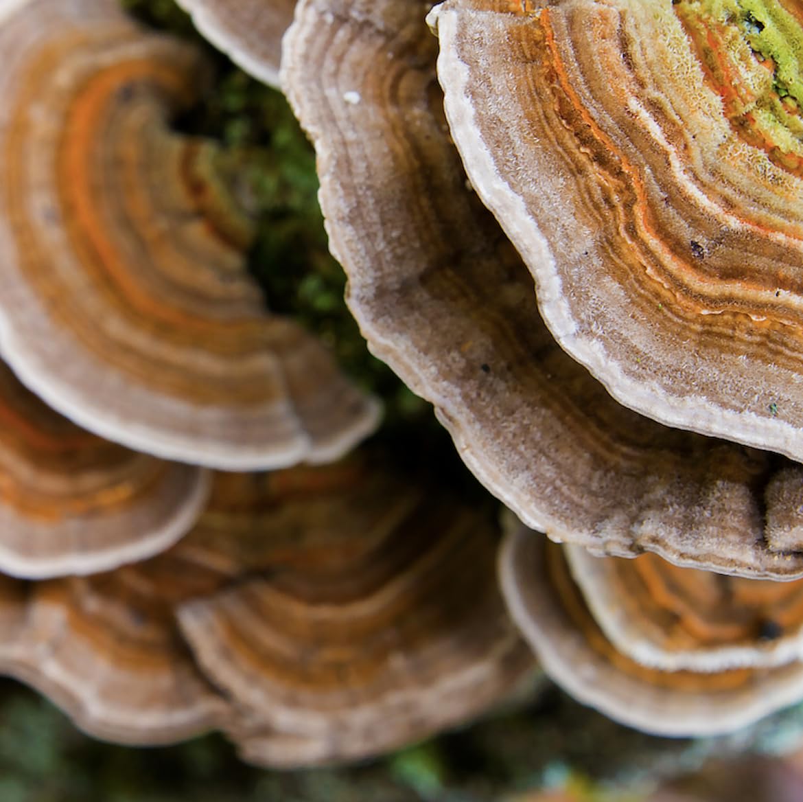Flacon de Tincture de Champignon Turkey Tail avec des champignons en arrière-plan
