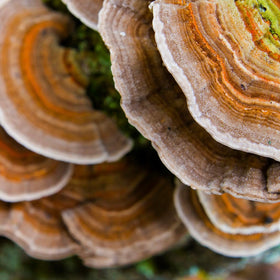 Flacon de Tincture de Champignon Turkey Tail avec des champignons en arrière-plan