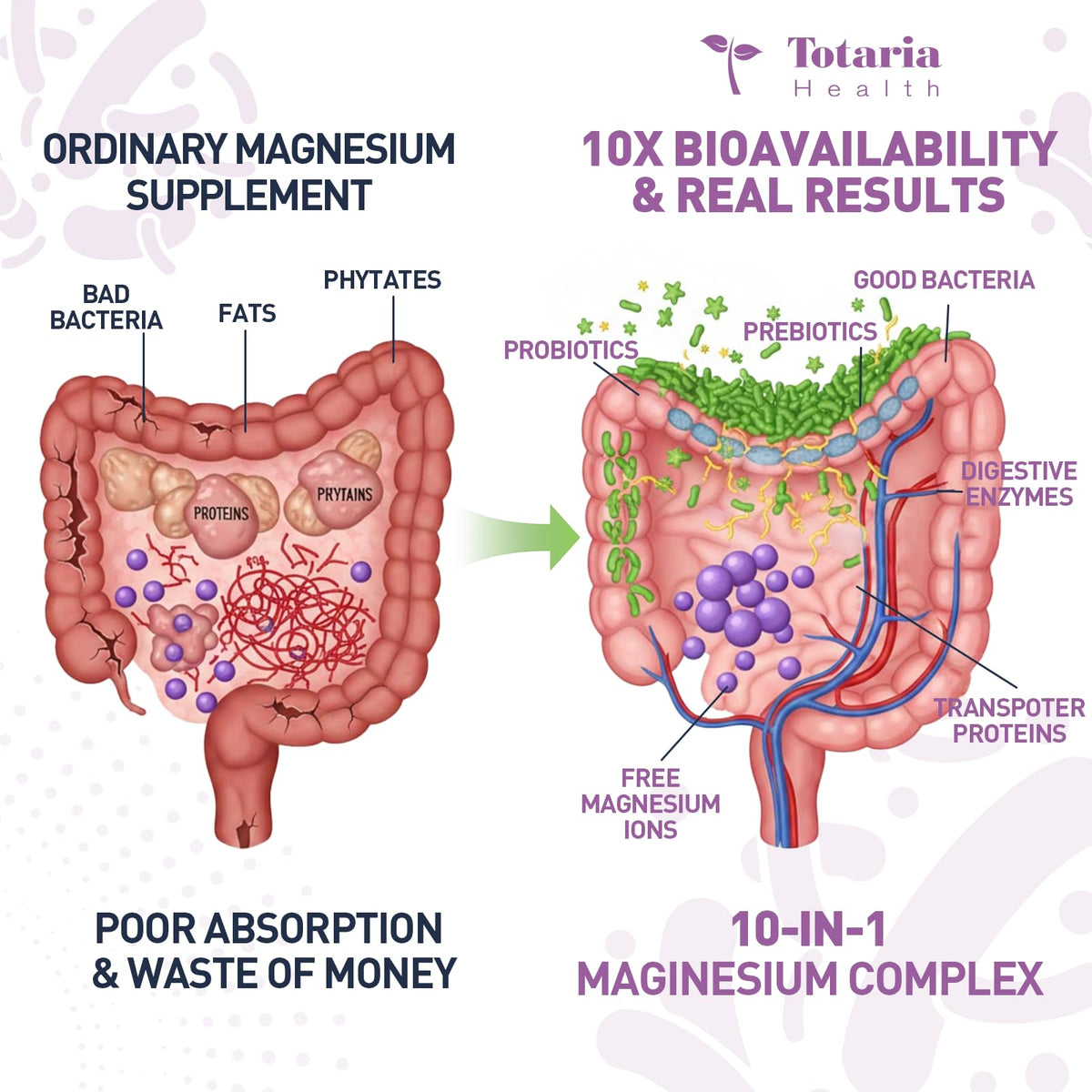 Flacon de Totaria Complément Alimentaire Magnésium 10-en-1 avec capsules à côté