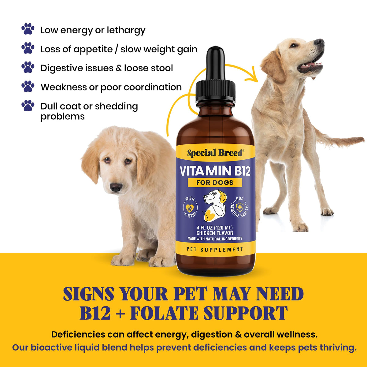 Flacon de vitamine B12 Special Breed avec étiquette visible