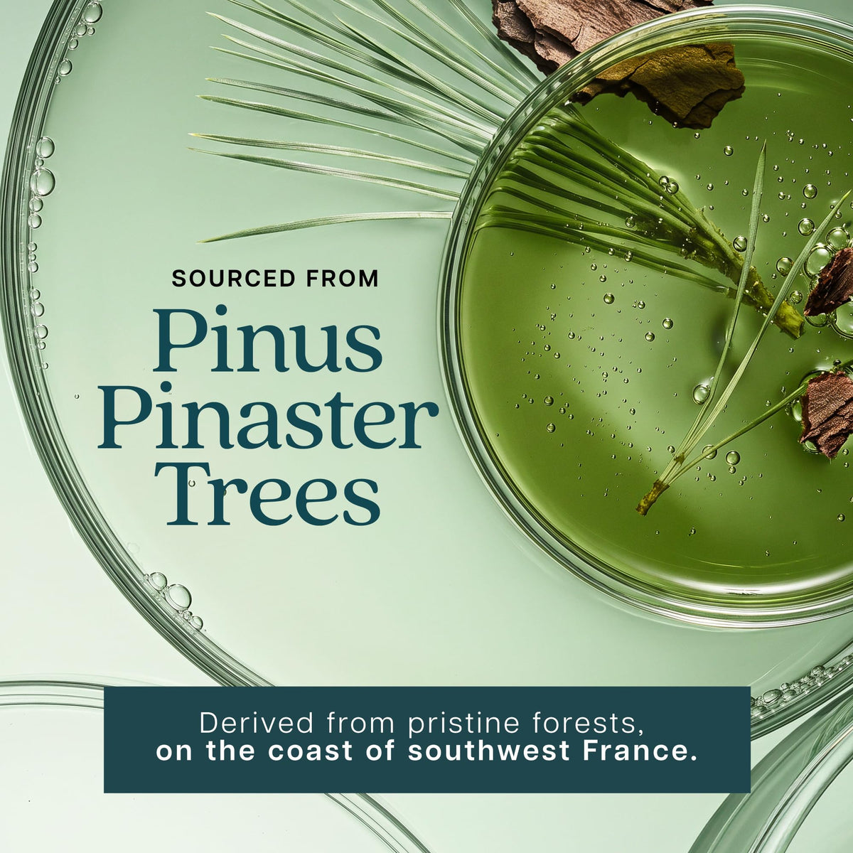 Flacon Purely Holistic Extrait de Pin Maritime avec une capsule sur le dessus