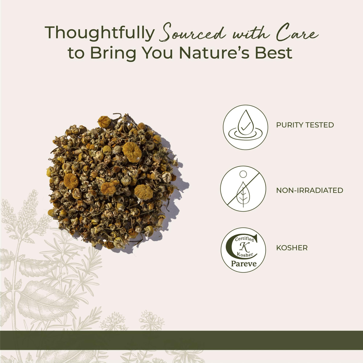 Fleurs de Camomille Bio Starwest Botanicals dans une tasse